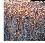 saktuelltdec07